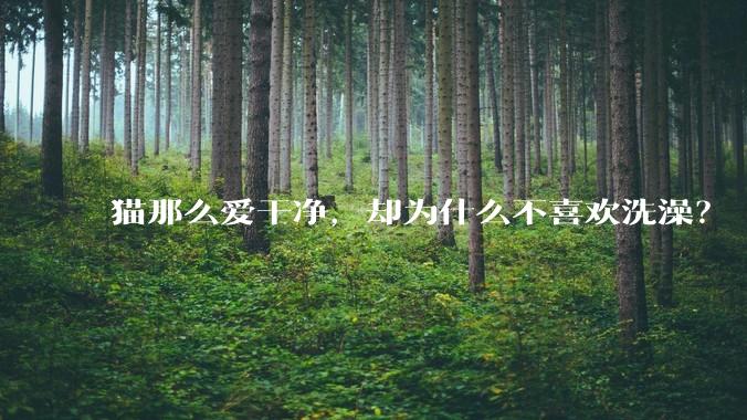 猫那么爱干净，却为什么不喜欢洗澡？
